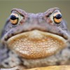 Common Toad Bufo bufo  close-up portrait. Scotland. April.